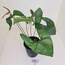 Load image into Gallery viewer, #85 Anthurium Berriozabalense