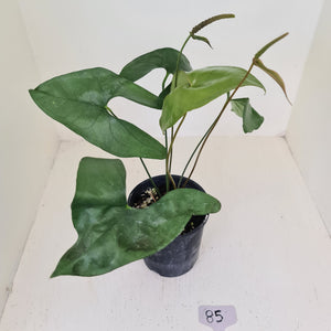 #85 Anthurium Berriozabalense