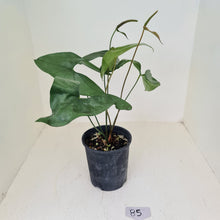 Load image into Gallery viewer, #85 Anthurium Berriozabalense