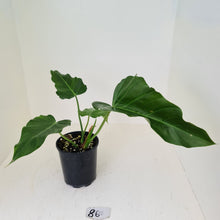 Load image into Gallery viewer, #86 Philodendron Corsinianum / &#39;Bronze Shield&#39;