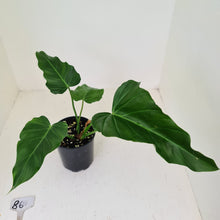 Load image into Gallery viewer, #86 Philodendron Corsinianum / &#39;Bronze Shield&#39;