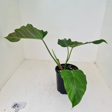 Load image into Gallery viewer, #86 Philodendron Corsinianum / &#39;Bronze Shield&#39;