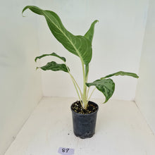 Load image into Gallery viewer, #89 Aglaonema &#39;Peacock&#39;