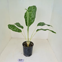 Load image into Gallery viewer, #89 Aglaonema &#39;Peacock&#39;