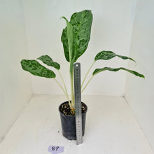 Load image into Gallery viewer, #89 Aglaonema &#39;Peacock&#39;