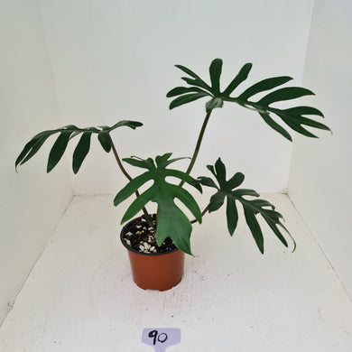 #90 Philodendron Mayoi