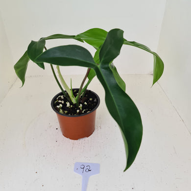 #92 Philodendron 69686 - 'Big Ears'