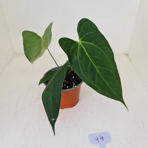 #94 Anthurium 'Black Sensation' x