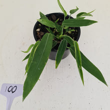 Load image into Gallery viewer, #100 Anthurium Pallidiflorum - Three heads