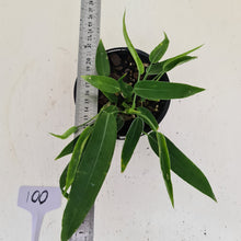 Load image into Gallery viewer, #100 Anthurium Pallidiflorum - Three heads