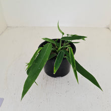 Load image into Gallery viewer, #100 Anthurium Pallidiflorum - Three heads