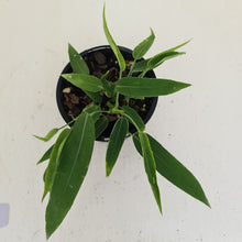 Load image into Gallery viewer, #100 Anthurium Pallidiflorum - Three heads