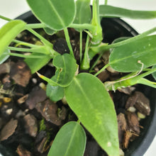 Load image into Gallery viewer, #100 Anthurium Pallidiflorum - Three heads