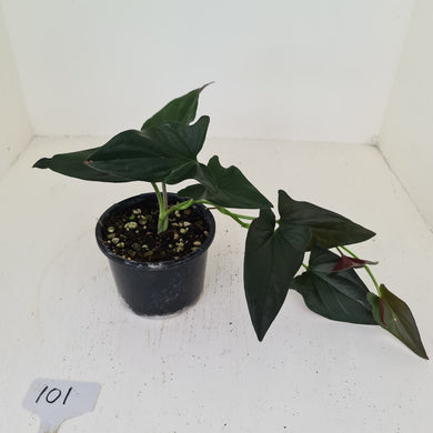 #101 Syngonium Erythrophyllum