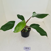 Load image into Gallery viewer, #103 Philodendron White Knight