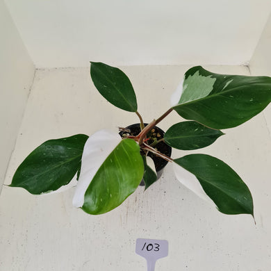 #103 Philodendron White Knight