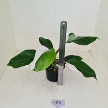 Load image into Gallery viewer, #103 Philodendron White Knight