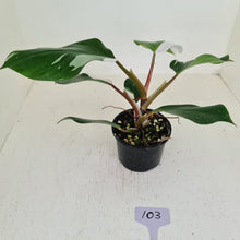 Load image into Gallery viewer, #103 Philodendron White Knight