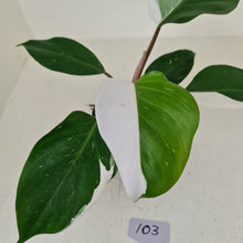Load image into Gallery viewer, #103 Philodendron White Knight