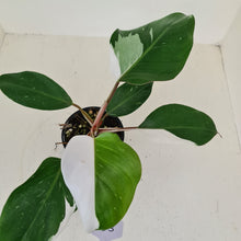 Load image into Gallery viewer, #103 Philodendron White Knight