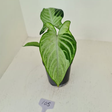 #105 Variegated Phyllotaenium Lindenii 'Cream Cheese'