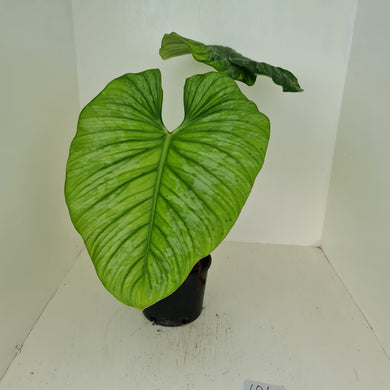#106 Philodendron Silver Cloud