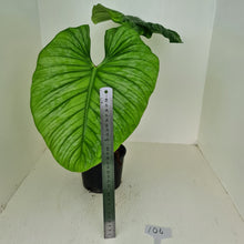 Load image into Gallery viewer, #106 Philodendron Silver Cloud