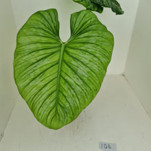 Load image into Gallery viewer, #106 Philodendron Silver Cloud