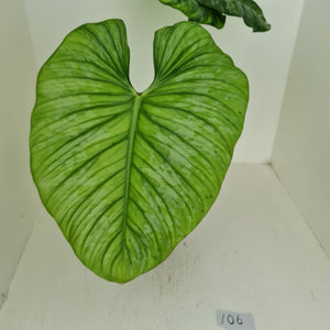 #106 Philodendron Silver Cloud