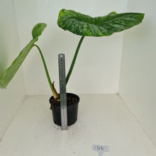Load image into Gallery viewer, #106 Philodendron Silver Cloud