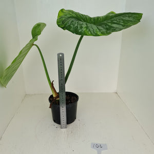 #106 Philodendron Silver Cloud