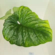 Load image into Gallery viewer, #106 Philodendron Silver Cloud