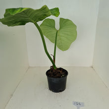 Load image into Gallery viewer, #106 Philodendron Silver Cloud