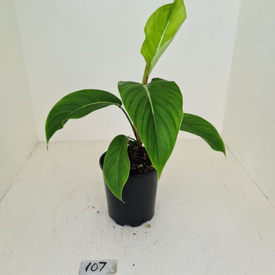 #107 Philodendron Geniculatum