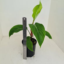 Load image into Gallery viewer, #107 Philodendron Geniculatum
