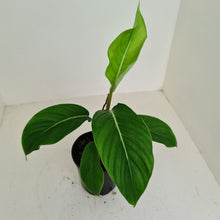 Load image into Gallery viewer, #107 Philodendron Geniculatum