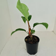 Load image into Gallery viewer, #107 Philodendron Geniculatum
