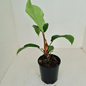 #107 Philodendron Geniculatum