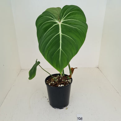 #108 Philodendron Gloriosum