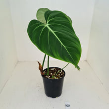 Load image into Gallery viewer, #108 Philodendron Gloriosum