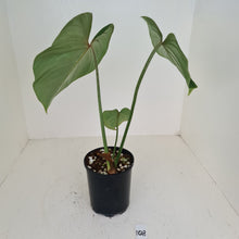 Load image into Gallery viewer, #108 Philodendron Gloriosum