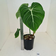 Load image into Gallery viewer, #108 Philodendron Gloriosum