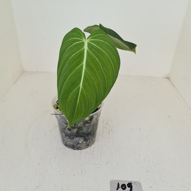 #109 Philodendron Glorious (Melanochrysum x Gloriosum)