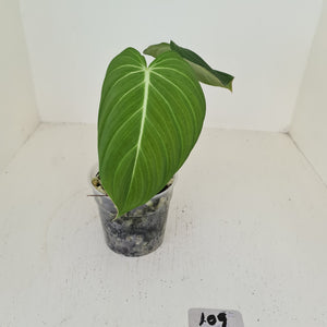 #109 Philodendron Glorious (Melanochrysum x Gloriosum)