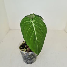 Load image into Gallery viewer, #109 Philodendron Glorious (Melanochrysum x Gloriosum)