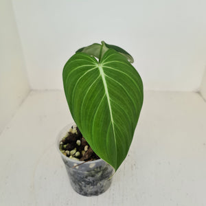 #109 Philodendron Glorious (Melanochrysum x Gloriosum)