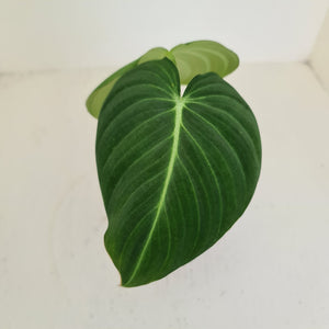 #109 Philodendron Glorious (Melanochrysum x Gloriosum)