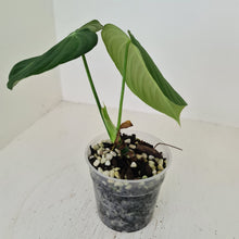 Load image into Gallery viewer, #109 Philodendron Glorious (Melanochrysum x Gloriosum)