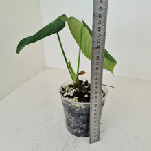 Load image into Gallery viewer, #109 Philodendron Glorious (Melanochrysum x Gloriosum)