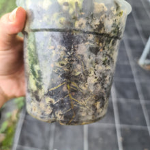 Load image into Gallery viewer, #109 Philodendron Glorious (Melanochrysum x Gloriosum)